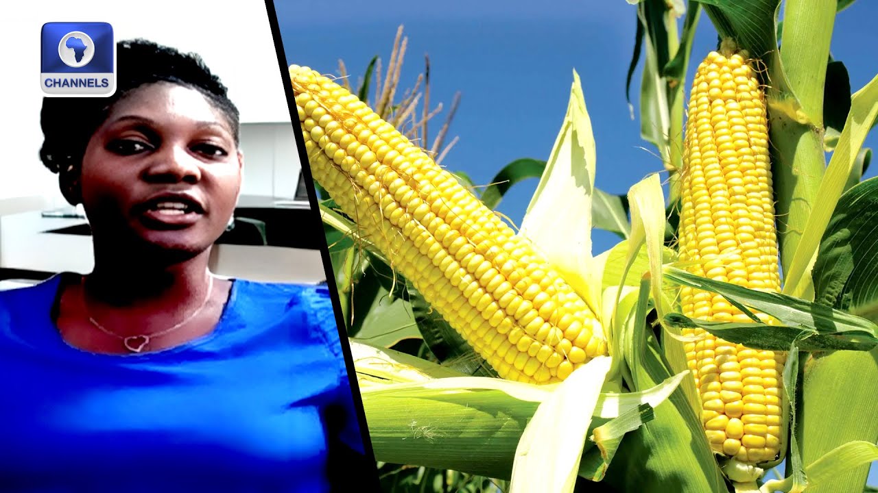 Corn Prices Double In Nigeria YouTube