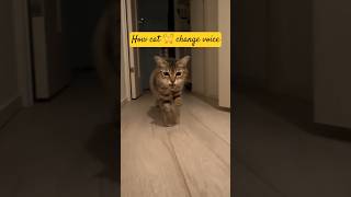 Kitty Changes Her Voice After Seeing Her Owner: Adorable Reaction!Part i #kitty #shorts #sm_shorts14
