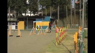20130316心美のAgilityTraining　part2