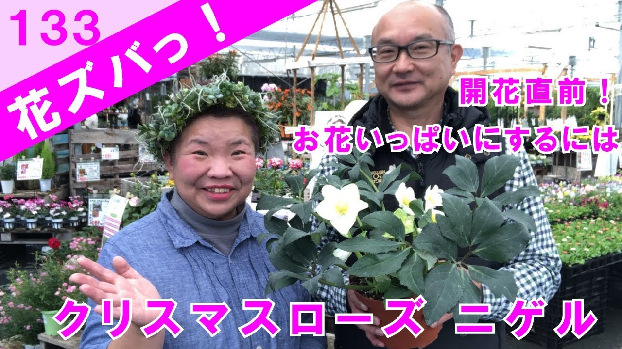 クリスマスローズニゲルhelleborus花をいっぱい咲かせるには開花前のお手入れが肝心 葉切りは 花ズバっ 133旬の花とその使いかた紹介 花創人ガーデニング教室 Youtube