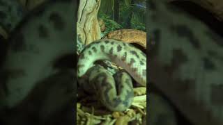 Famous Spotted python eating! Sorry it is so close to the camera! #gopro #snake #feeding #shorts Net Worth