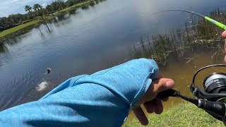 Freshwater fishing with saltwater 2 inch thumper shrimp￼! Wait till the end!! 