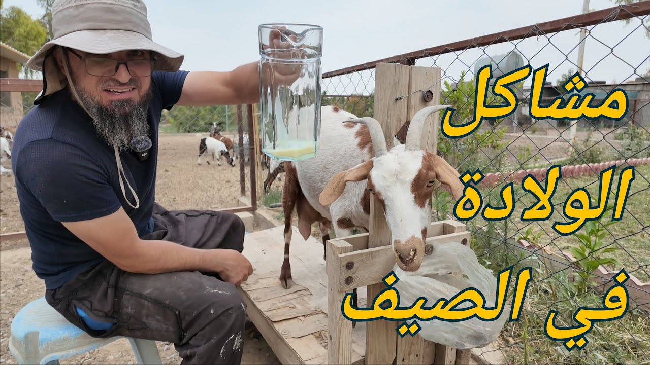 مشاكل الولادة في فصل الصيف الحار ، ولادة التوائم ، شراء حديد لبناء حوض السمك مع ذكر الأسعار (251)