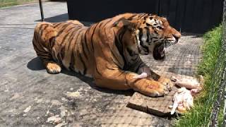 Alcyone, A Siberian Tiger, Growling At A Caretaker (Not At Me)...