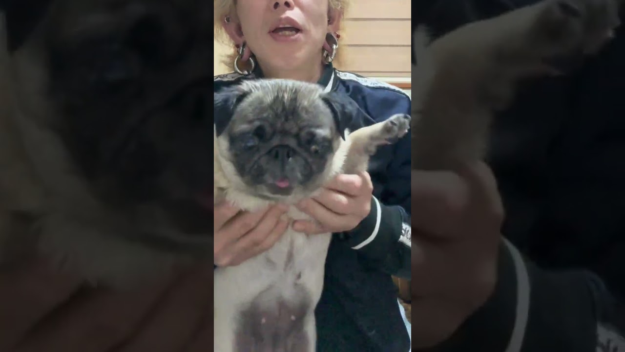 pug #dance #パグ #ダンス - YouTube