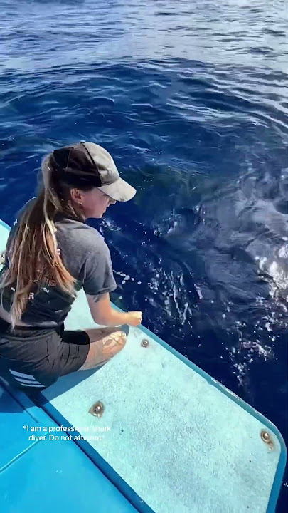 Sophia's Whale Shark Summer. 
