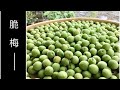 脆梅好吃的秘密！知道原理就不會失敗喔！在家也能輕鬆做！Crispy pickle plum