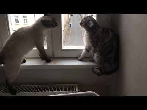 Video: Mohou Nás Kočky Udělat Zdravějšími?