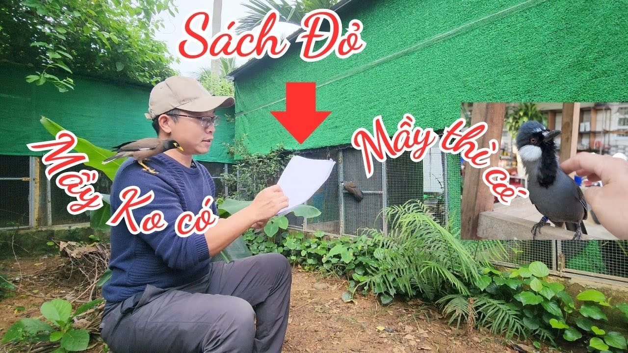 ⭕ XỬ LÝ quá quyết liệt NUÔI CHIM CẢNH - Liệu có CẦN THIẾT | Lưu Tam- Birds & Garden Life