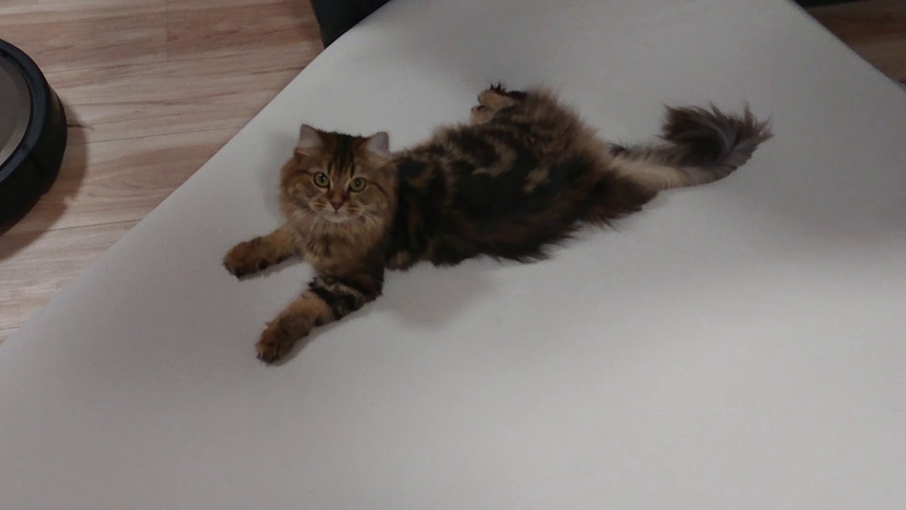 猫にもトゥルースリーパーの良さがわかりますかw Youtube