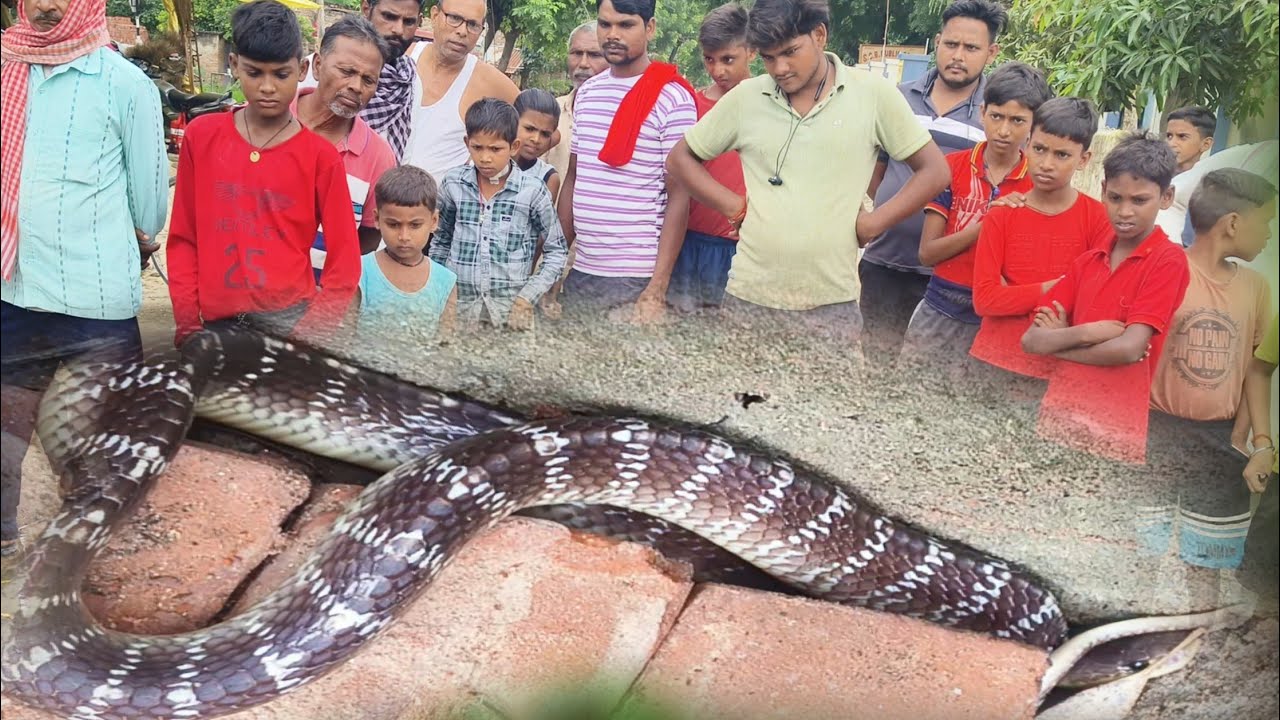 100मे से 95%बिस्तर पे कटता है ये साप।|silent killer आप भी हो जाएं सावधान।| 😱😱😱