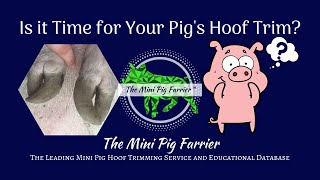 How to Trim Pig Hooves | Assessing Pig Hoof Condition | Overgrown Pig Hooves | The Mini Pig Farrier