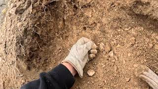 Finding Large Quartz Crystals in Utah's West Desert