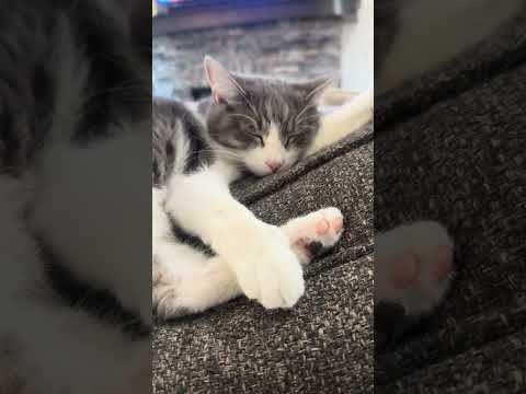 Baby Cat's Fantasy Football Team