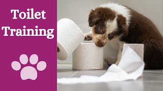 Toilet training without crate: is it possible? by Finn Paddy Dog Training 95 views 1 year ago 4 minutes, 14 seconds