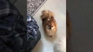 Pomeranian Puppies Barking Sounds