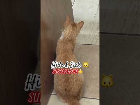 #asmrvideos 🐱Jugando a las ESCONDIDAS🐈