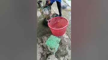 Vlogs 232 Báo cá - Hồ Câu Tân Bình Dương 0865118773 KP3, P. Tân Định, Bến Cát, Bình Dương