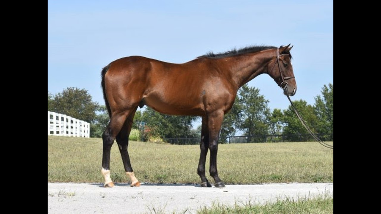 21: Kissing Spine Awareness and Using Equine Bodywork