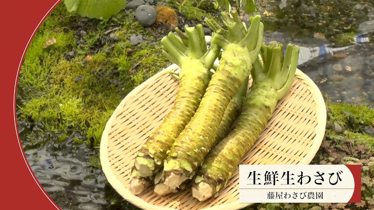 わさび 湧水が育む本物のわさび 藤屋わさび農園 Youtube わさび 湧水が育む本物のわさび 藤屋わさび農園 Youtube