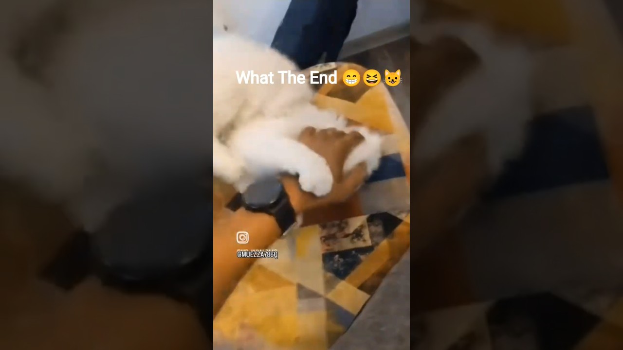 What The End 😭🔚