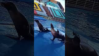 Reggie and his old partner Morrin🦭🦭 #sealion #animallife #funnyanimals