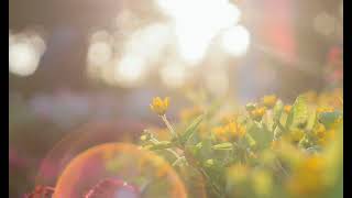 Emotional Inspiring Music - Life Blossom, Music for Morning, Breakfast