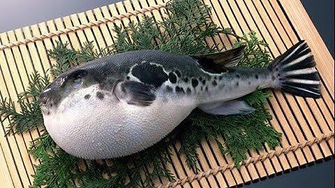 Khi Người Nhật chế biến cá NÓC cực ĐỘC - Fugu From Japanese