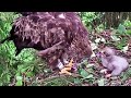 Eaglet is yawing,  cast a pellet, Vole is brought, Karin feeds the kid~5:53 am 2020/06/16