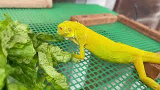 Satisfying ASMR with Iguana Enjoying Vegetables - Creating a Symphony of Satisfaction! 🥦🦎💫