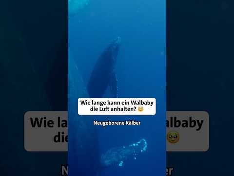 So lange kann ein Wal-Baby die Luft anhalten | Erlebnis Erde