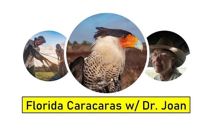 Florida Caracaras with Dr. Joan Morrison