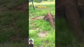 Komodo dragon looking for water#shorts#komodo#animals#wildlife