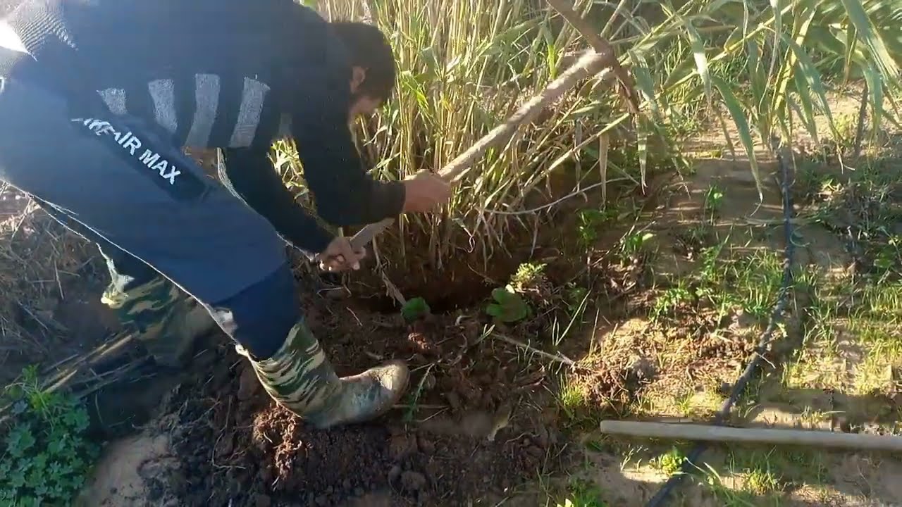 كيفية اكتار 🌿🌿🌿 القصب لمحاربة عوامل التعرية