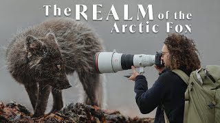 The REALM of the Arctic Fox | In the Field with Donal Boyd