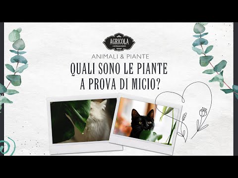 Video: Piante di erba gatta diverse – Informazioni sulle varietà comuni di erba gatta