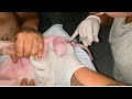 Castração de porco ,leitão ,Suino . swine castration (passo a passo )