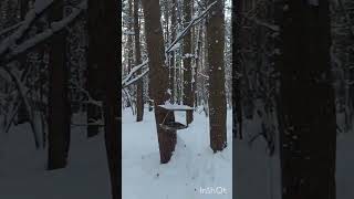 Сосновый лес/Pine Forest 18.02.2021 #природа #nature