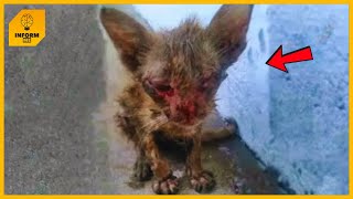 Everyone was afraid to approach the poor cat! But he was very eager to help