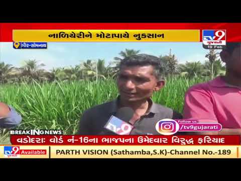 Gujarat: Whitefly pest takes a toll on coconut trees in Gir-Somnath | TV9News