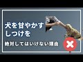 【実践動画あり】レッスンの様子をほぼノーカットで!~要求、警戒吠えに悩む飼い主様にレッスンしました~