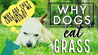 Why do dogs eat grass? | Is it bad? 👀