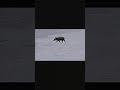 #hunting #cacería #cazadores #jabalí #video #viral #video #parati #fypシ