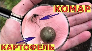 Посадили МИКРОКЛУБНИ картофеля. Что выросло?