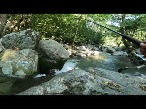Video: Peshkimi i troftës në Pensilvaninë Perëndimore