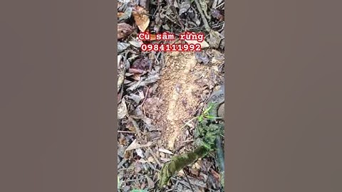 AmaQuy chuyên sâm rừng #sâm_ngọc_linh_rừng #sâm_ngọc_linh_rừng #sâm_lai_châu_rừng #sâm_ngọc_linh