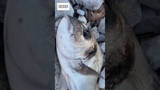 2020 vs 2026 fishing #fish #fishing #summer #ψάρεμα #fyp