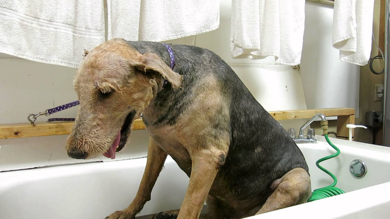 How To Clean Dog Ears Step by Step Video 2 - YouTube