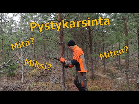 Video: Mäntyjen juuristo. Havupuiden ominaisuudet