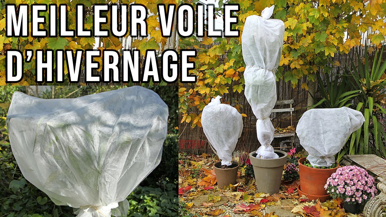 Voile d'hivernage : comment utiliser cet accessoire pour protéger  efficacement les plantes contre le froid ? - Le Parisien